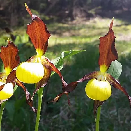 Cafe Landart Im Thueringer Finistere Apartment
